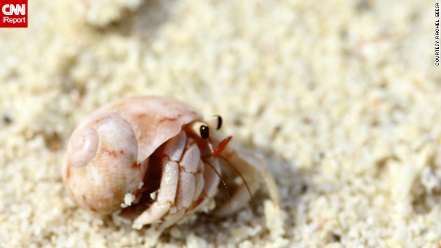 140527143045-hermit-crab-irpt-horizontal-gallery.jpg