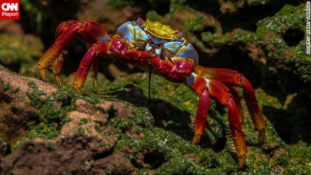 140526165519-galapagos-crab-irpt-horizontal-gallery.jpg