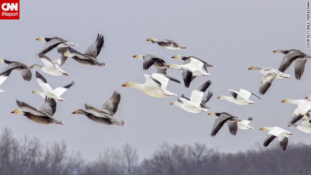 140527134410-snow-geese-irpt-horizontal-gallery.jpg