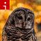 140529164109-barred-owl-irpt-topics.jpg