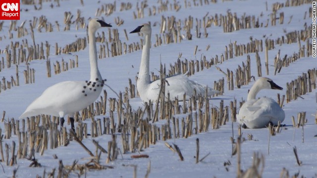 131225134716-tpod-minnesota-swans-horizontal-gallery.jpg