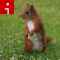 140526140252-squirrel-irpt-topics.jpg