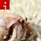 140527143045-hermit-crab-irpt-topics.jpg