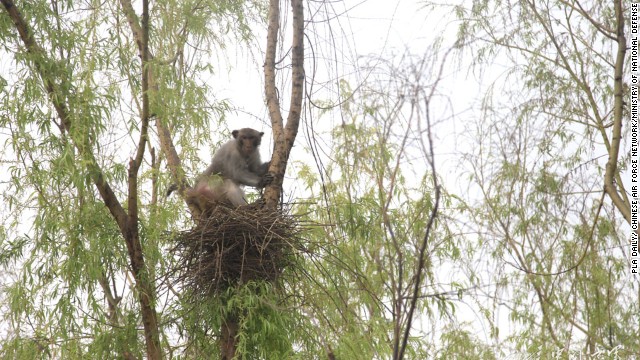 140508042551-china-pla-monkeys-horizontal-gallery.jpg