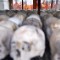 131208160952-cambodia-skulls-monks-topics.jpg