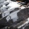 120414031952-tuna-topics.jpg