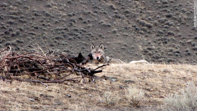 130813105938-yellowstone-wolf-stare-horizontal-gallery.jpg