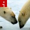 140529150629-polar-bears-irpt-topics.jpg