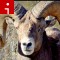 140527133942-bighorn-sheep-irpt-topics.jpg