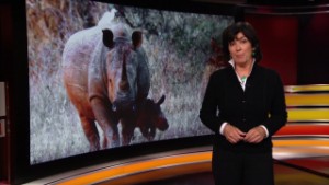 131017204410-rhinos-amanpour-00000718-story-body.jpg