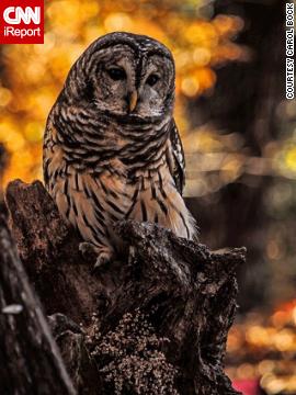 140529164109-barred-owl-irpt-vertical-gallery.jpg