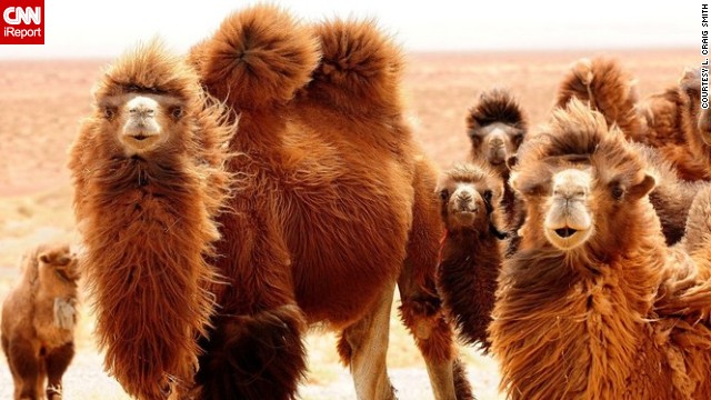 140529150006-camels-stare-irpt-horizontal-gallery.jpg