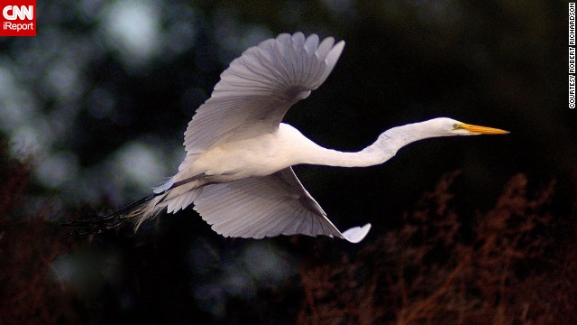 140207101630-tpod-texas-egret-irpt-horizontal-gallery.jpg