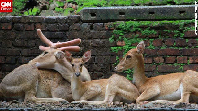 140319113518-tpod-deer-myanmar-horizontal-gallery.jpg