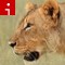 140529170005-lions-hunting-irpt-topics.jpg