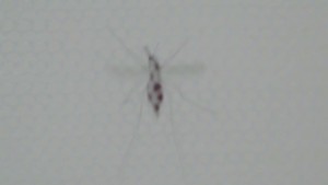 140616162621-exp-hm-chikungunya-00000506-story-body.jpg