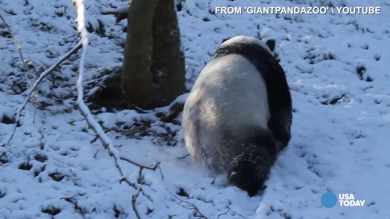 29906170001_4005650095001_PANDAS-vs.jpg