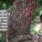140807001955-cambodia-tree-beating-children-topics.jpg