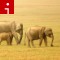 140527153650-indian-elephants-irpt-topics.jpg