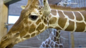 140211205915-ac-jack-hanna-giraffe-00022916-story-body.jpg