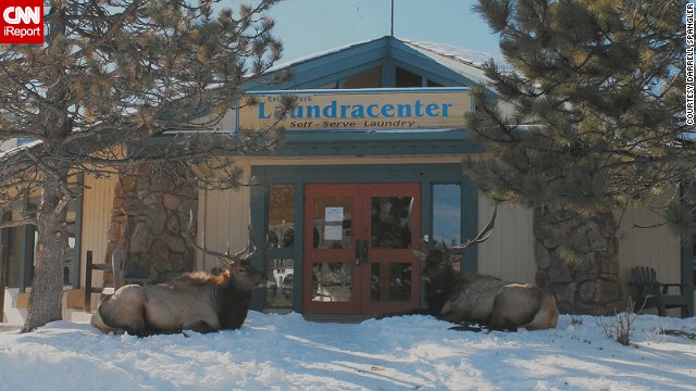 140108110219-tpod-colorado-elk-irpt-horizontal-gallery.jpg