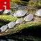 140528120753-turtles-irpt-topics.jpg