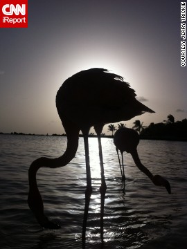 140528134655-flamingo-silhouette-irpt-vertical-gallery.jpg