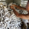130314014600-cambodia-khmer-rouge-skulls-bones-topics.jpg