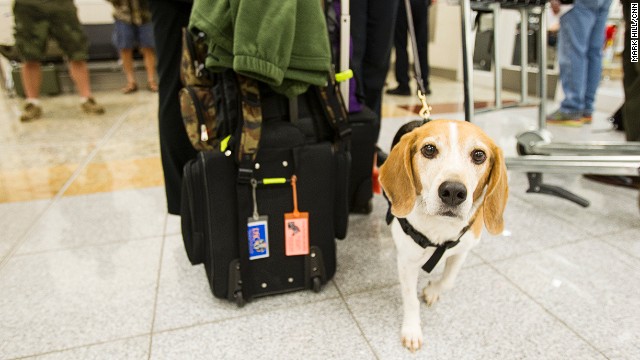 131121180302-atl24-beagle-horizontal-gallery.jpg