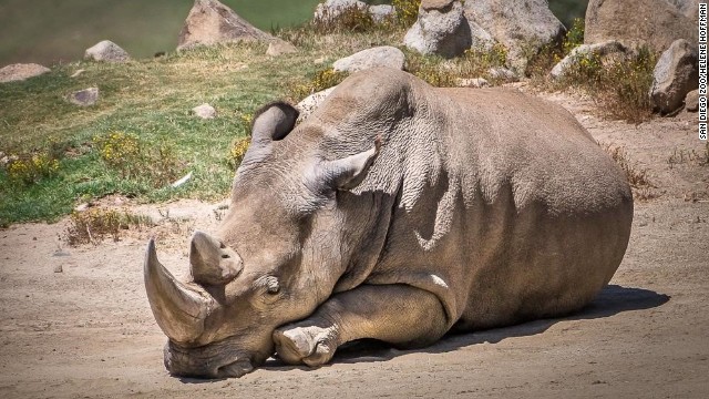 141215054030-angalifu-white-rhino-story-top.jpg