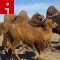 140526135641-camels-irpt-topics.jpg