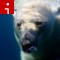 140526140140-polar-bear-irpt-topics.jpg