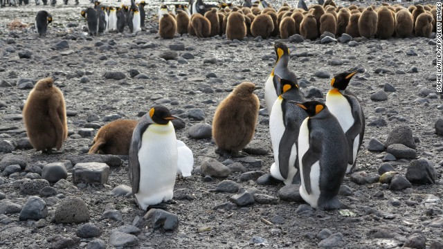 140523192823-08-birds---penguins-horizontal-gallery.jpg