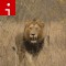 140114141533-tpod-lion-south-africa-irpt-topics.jpg