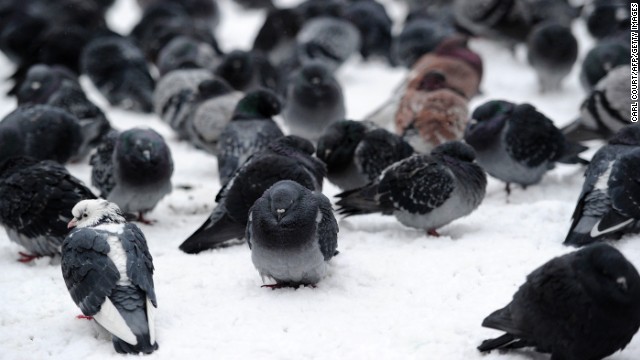 140523192521-07-birds---pigeons-horizontal-gallery.jpg