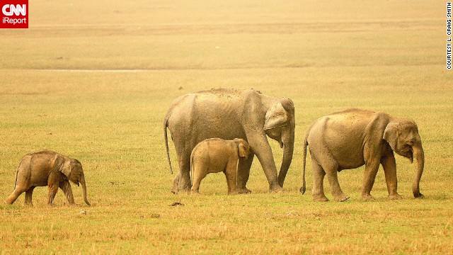 140527153650-indian-elephants-irpt-horizontal-gallery.jpg