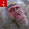 140528114854-snow-monkey-japanese-macaque-irpt-topics.jpg