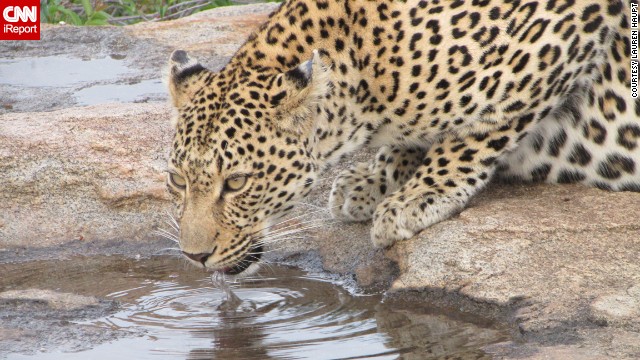 140529102539-leopard-drinking-irpt-horizontal-gallery.jpg