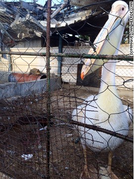140818144218-gaza-zoo-17-vertical-gallery.jpeg