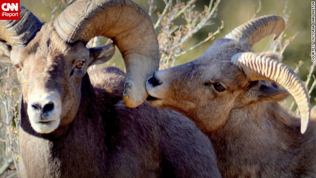 140527133942-bighorn-sheep-irpt-horizontal-gallery.jpg