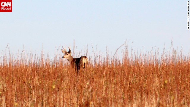 131211112321-tpod-antelope-irpt-horizontal-gallery.jpg