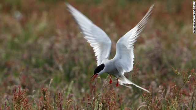 140523192358-06-birds---tern-horizontal-gallery.jpg