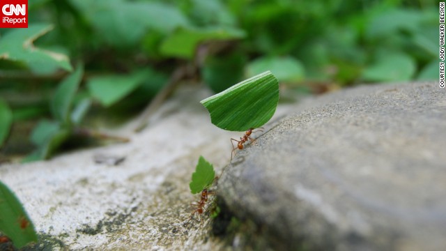 140409100512-tpod-ants-costa-rica-horizontal-gallery.jpg