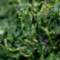 120919060108-spinach-topics.jpg