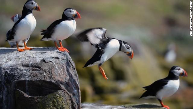 140523192312-05-birds-puffin-horizontal-gallery.jpg