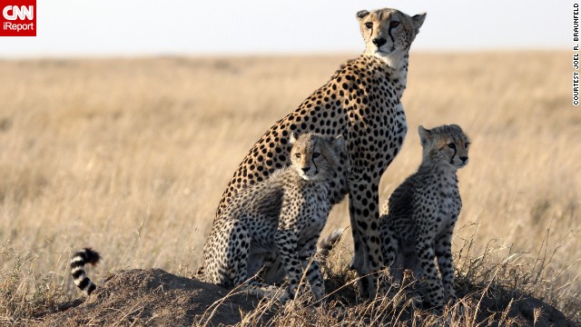 140526135713-cheetahs-irpt-horizontal-gallery.jpg