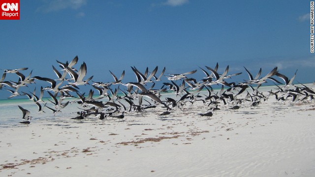 140528145951-birds-flock-beach-irpt-horizontal-gallery.jpg