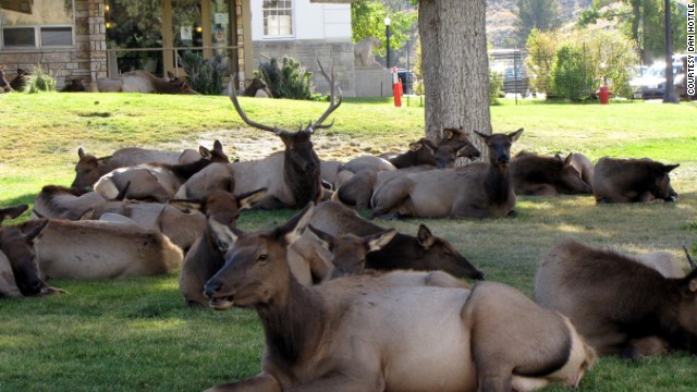 130813111012-yellowstone-elk-horizontal-gallery.jpg