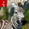 140526140422-zebras-irpt-topics.jpg