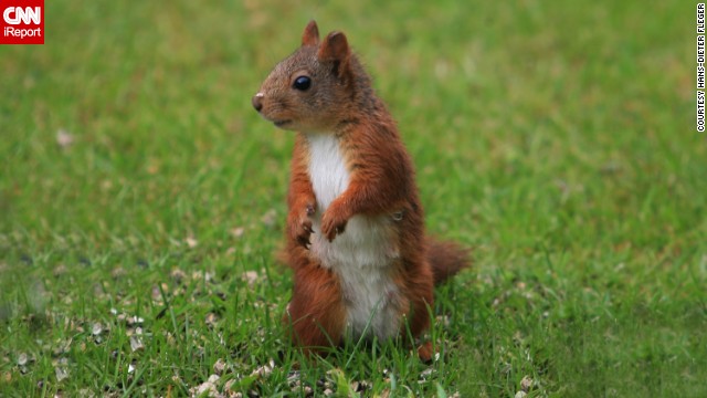 140526140252-squirrel-irpt-horizontal-gallery.jpg